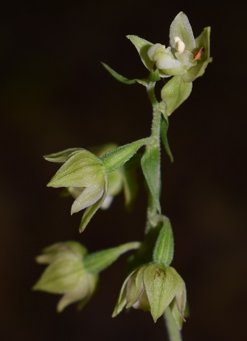 Per chi vuole cimentarsi col genere Epipactis