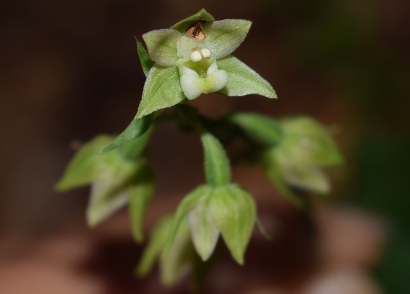 Per chi vuole cimentarsi col genere Epipactis