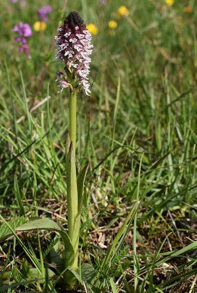 Le Orchidaceae dell''Altopiano di Sella dei Generali (Appennino Piacentino)