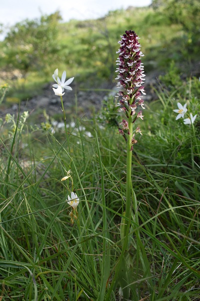 Le Orchidaceae dell''Altopiano di Sella dei Generali (Appennino Piacentino)