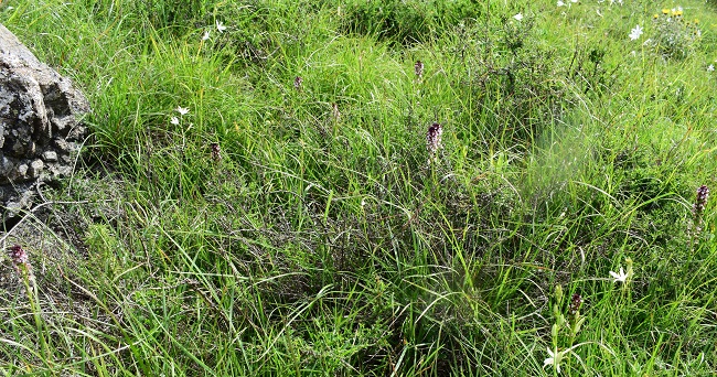 Le Orchidaceae dell''Altopiano di Sella dei Generali (Appennino Piacentino)