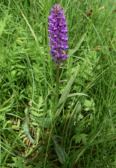 Le Orchidaceae dell''Altopiano di Sella dei Generali (Appennino Piacentino)