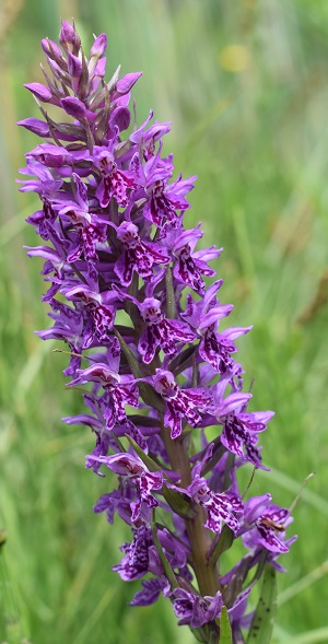 Le Orchidaceae dell''Altopiano di Sella dei Generali (Appennino Piacentino)