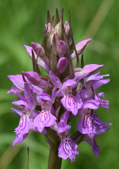 Le Orchidaceae dell''Altopiano di Sella dei Generali (Appennino Piacentino)