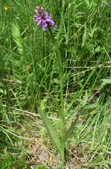 Le Orchidaceae dell''Altopiano di Sella dei Generali (Appennino Piacentino)