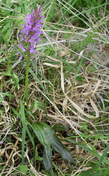 Le Orchidaceae dell''Altopiano di Sella dei Generali (Appennino Piacentino)