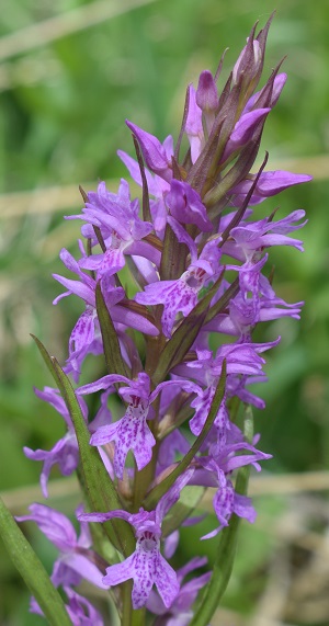 Le Orchidaceae dell''Altopiano di Sella dei Generali (Appennino Piacentino)