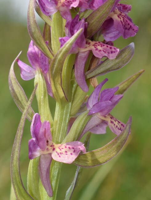 Le Orchidaceae dell''Altopiano di Sella dei Generali (Appennino Piacentino)