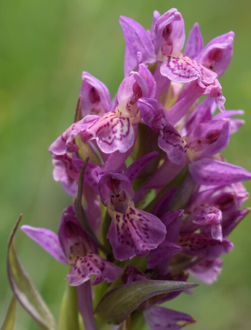 Le Orchidaceae dell''Altopiano di Sella dei Generali (Appennino Piacentino)