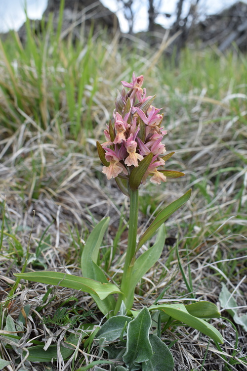 Le Orchidaceae dell''Altopiano di Sella dei Generali (Appennino Piacentino)