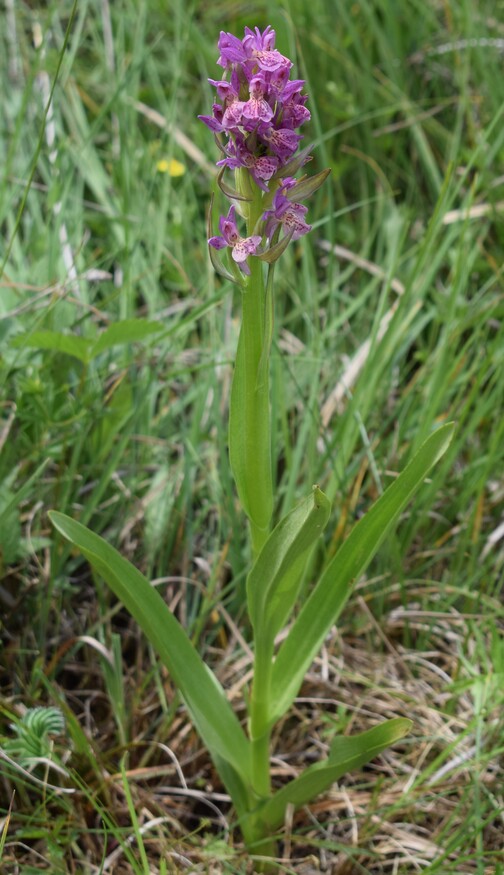 Le Orchidaceae dell''Altopiano di Sella dei Generali (Appennino Piacentino)