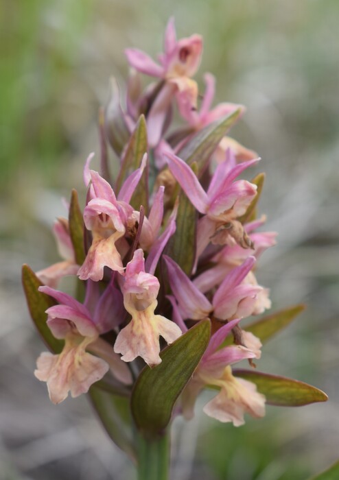 Le Orchidaceae dell''Altopiano di Sella dei Generali (Appennino Piacentino)