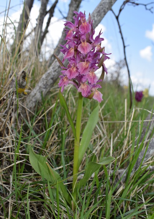 Le Orchidaceae dell''Altopiano di Sella dei Generali (Appennino Piacentino)