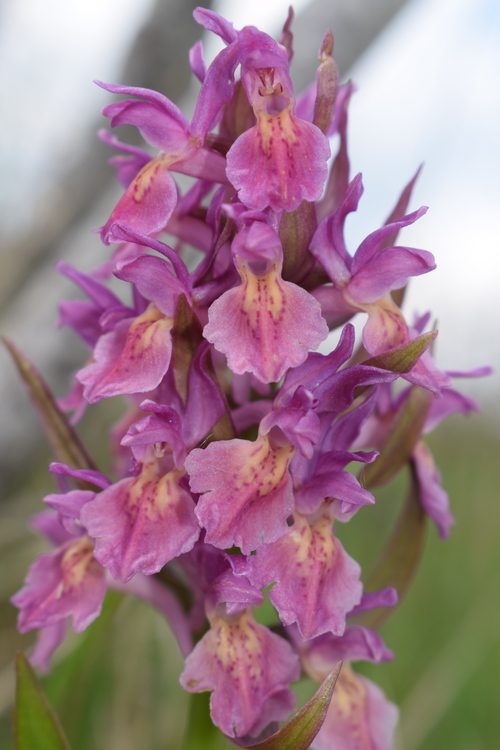 Le Orchidaceae dell''Altopiano di Sella dei Generali (Appennino Piacentino)
