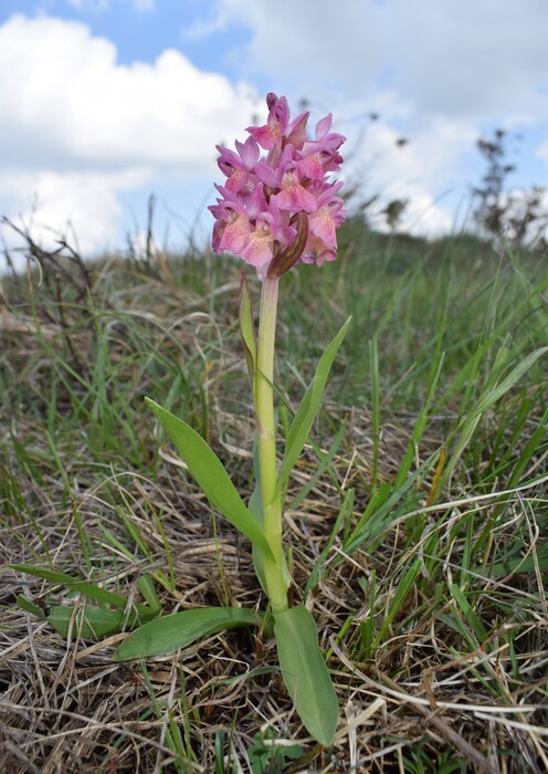Le Orchidaceae dell''Altopiano di Sella dei Generali (Appennino Piacentino)