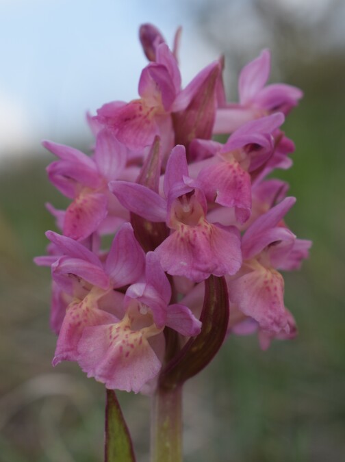 Le Orchidaceae dell''Altopiano di Sella dei Generali (Appennino Piacentino)
