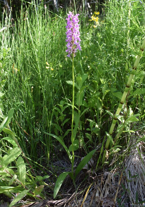 Le Orchidaceae dell''Altopiano di Sella dei Generali (Appennino Piacentino)