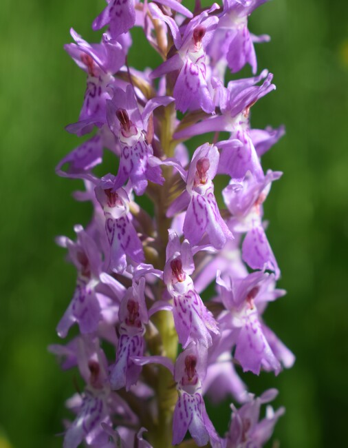 Le Orchidaceae dell''Altopiano di Sella dei Generali (Appennino Piacentino)