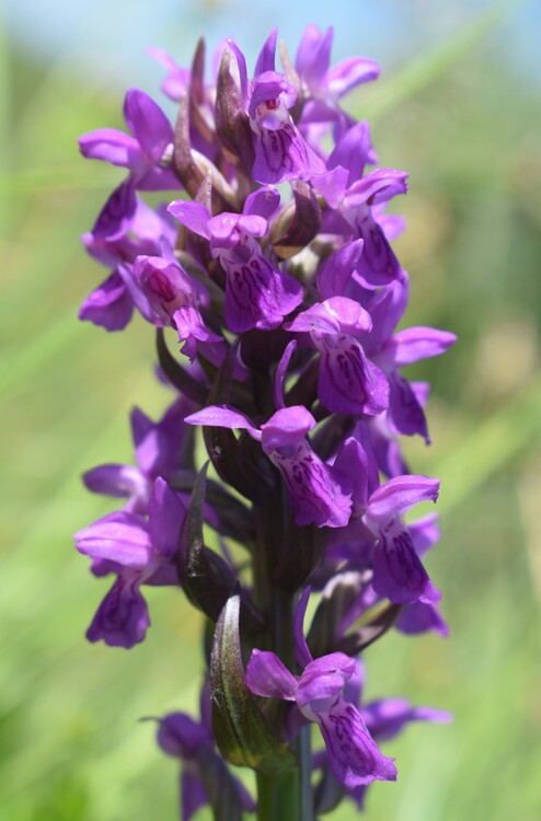 Le Orchidaceae dell''Altopiano di Sella dei Generali (Appennino Piacentino)