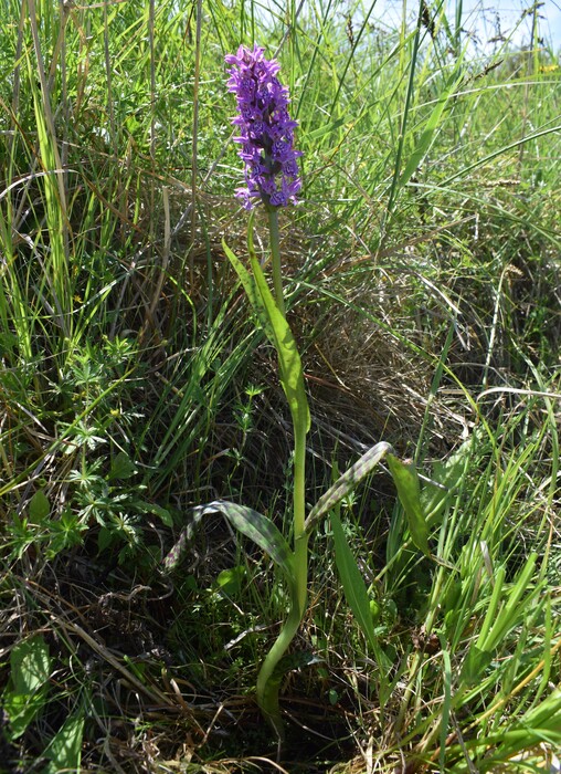 Le Orchidaceae dell''Altopiano di Sella dei Generali (Appennino Piacentino)