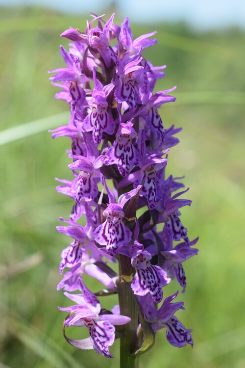 Le Orchidaceae dell''Altopiano di Sella dei Generali (Appennino Piacentino)