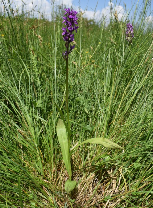 Le Orchidaceae dell''Altopiano di Sella dei Generali (Appennino Piacentino)