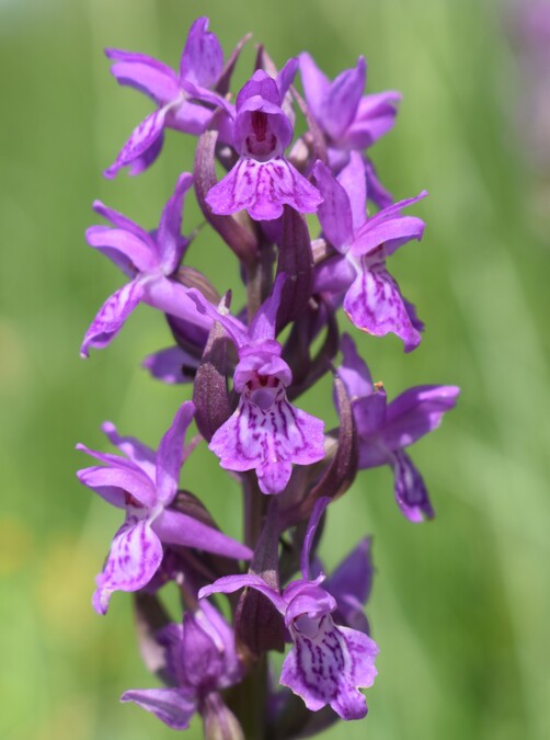 Le Orchidaceae dell''Altopiano di Sella dei Generali (Appennino Piacentino)