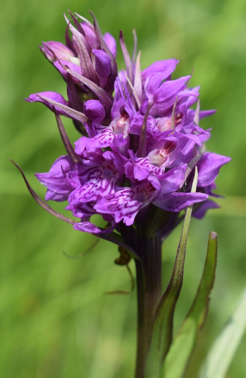 Le Orchidaceae dell''Altopiano di Sella dei Generali (Appennino Piacentino)