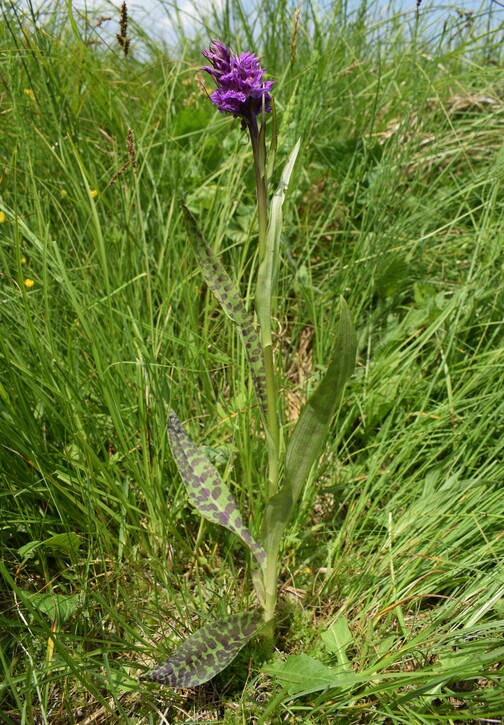 Le Orchidaceae dell''Altopiano di Sella dei Generali (Appennino Piacentino)