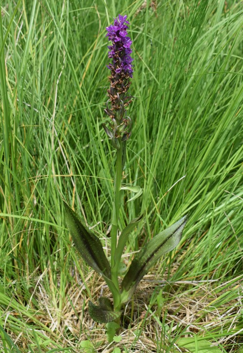 Le Orchidaceae dell''Altopiano di Sella dei Generali (Appennino Piacentino)