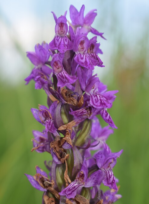 Le Orchidaceae dell''Altopiano di Sella dei Generali (Appennino Piacentino)