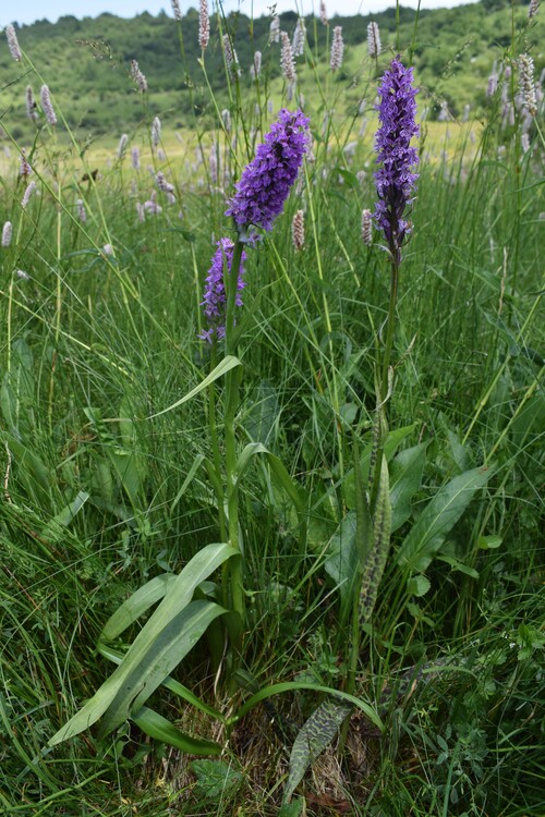Le Orchidaceae dell''Altopiano di Sella dei Generali (Appennino Piacentino)