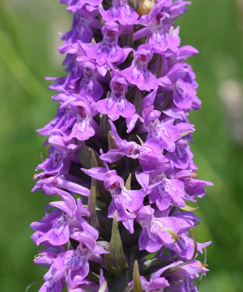 Le Orchidaceae dell''Altopiano di Sella dei Generali (Appennino Piacentino)