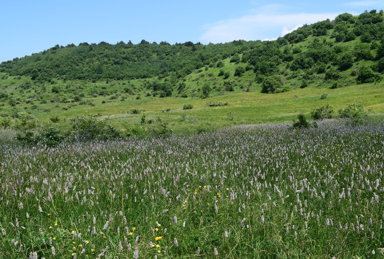 Le Orchidaceae dell''Altopiano di Sella dei Generali (Appennino Piacentino)