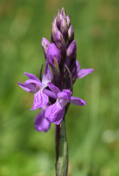 Le Orchidaceae dell''Altopiano di Sella dei Generali (Appennino Piacentino)