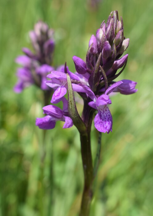 Le Orchidaceae dell''Altopiano di Sella dei Generali (Appennino Piacentino)