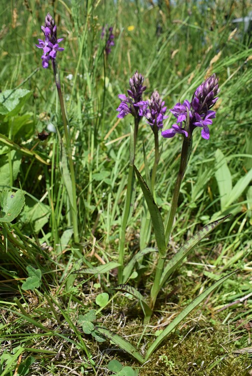 Le Orchidaceae dell''Altopiano di Sella dei Generali (Appennino Piacentino)