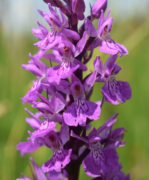 Le Orchidaceae dell''Altopiano di Sella dei Generali (Appennino Piacentino)