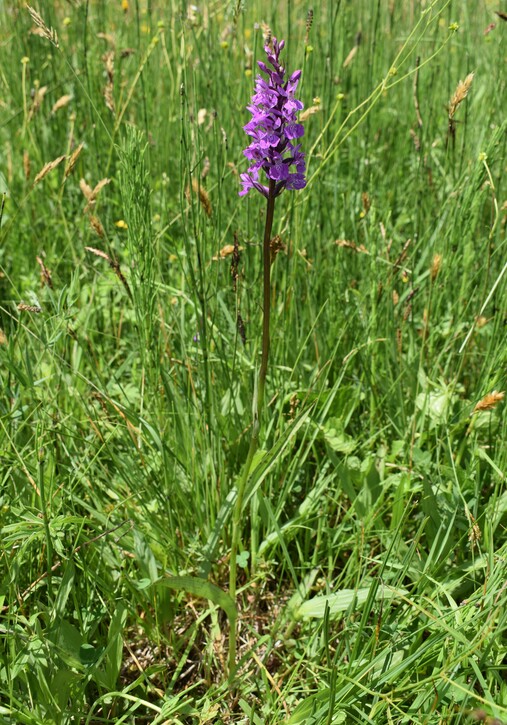 Le Orchidaceae dell''Altopiano di Sella dei Generali (Appennino Piacentino)