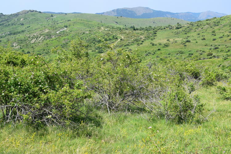 Le Orchidaceae dell''Altopiano di Sella dei Generali (Appennino Piacentino)