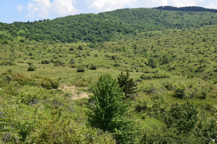 Le Orchidaceae dell''Altopiano di Sella dei Generali (Appennino Piacentino)