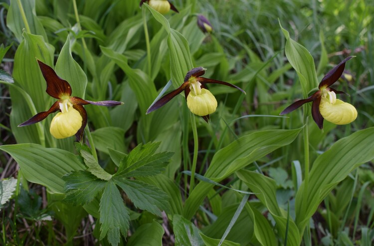 Le Nigritelle rosse della Val Cadino e qualcosa d''altro... (Parco dell''Adamello)