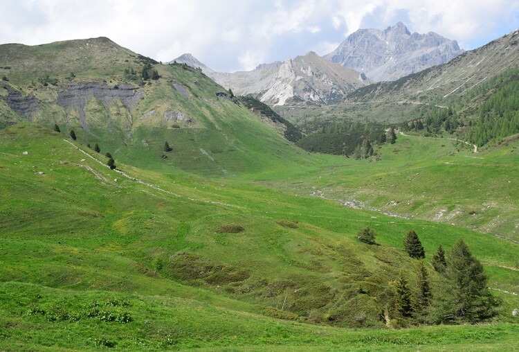 Le Nigritelle rosse della Val Cadino e qualcosa d''altro... (Parco dell''Adamello)