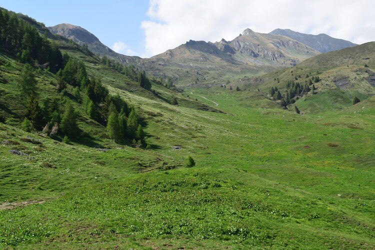 Le Nigritelle rosse della Val Cadino e qualcosa d''altro... (Parco dell''Adamello)