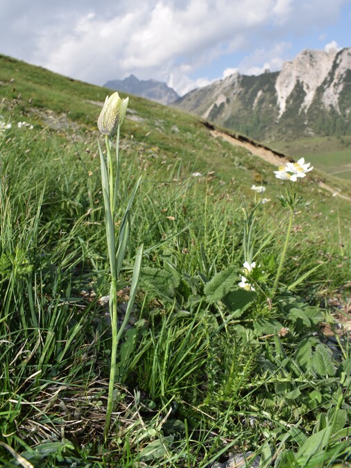 Le Nigritelle rosse della Val Cadino e qualcosa d''altro... (Parco dell''Adamello)