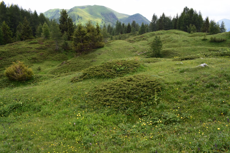 Le Nigritelle rosse della Val Cadino e qualcosa d''altro... (Parco dell''Adamello)