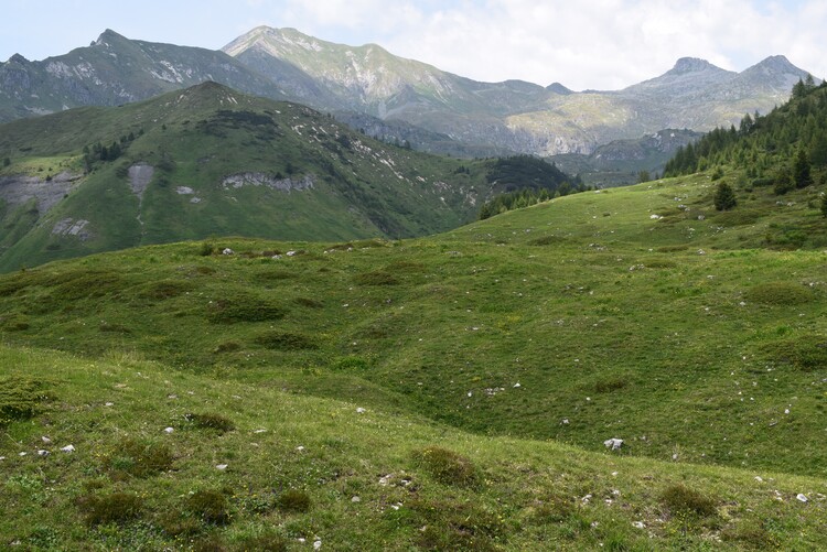 Le Nigritelle rosse della Val Cadino e qualcosa d''altro... (Parco dell''Adamello)