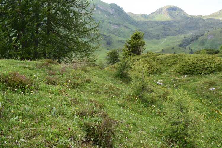 Le Nigritelle rosse della Val Cadino e qualcosa d''altro... (Parco dell''Adamello)