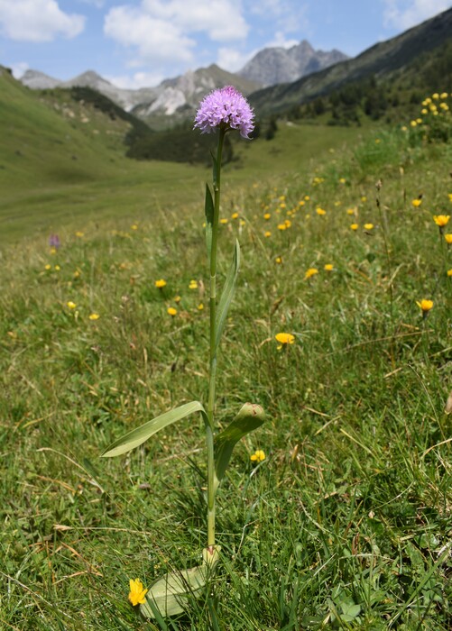 Le Nigritelle rosse della Val Cadino e qualcosa d''altro... (Parco dell''Adamello)