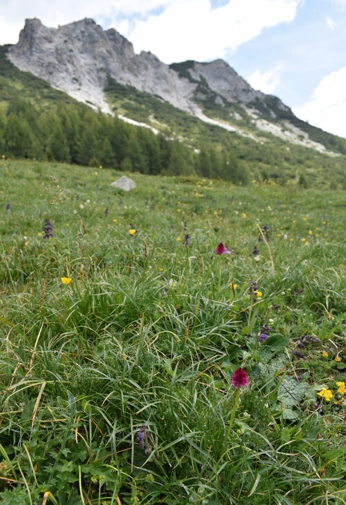 Le Nigritelle rosse della Val Cadino e qualcosa d''altro... (Parco dell''Adamello)